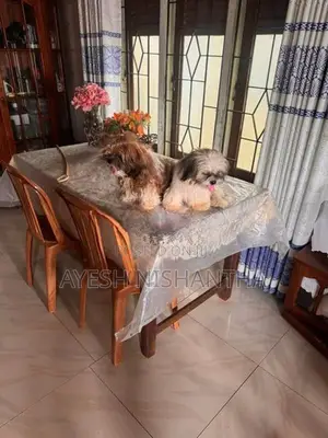 Shih Tzu Puppy