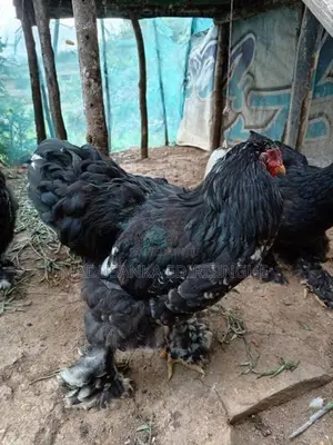 Chickens