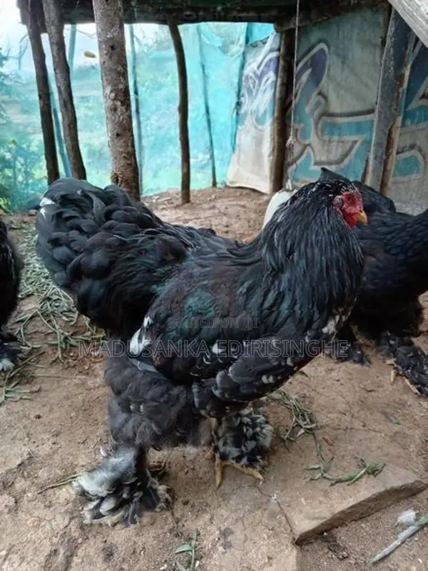 Chickens