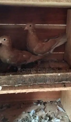 Pigeons