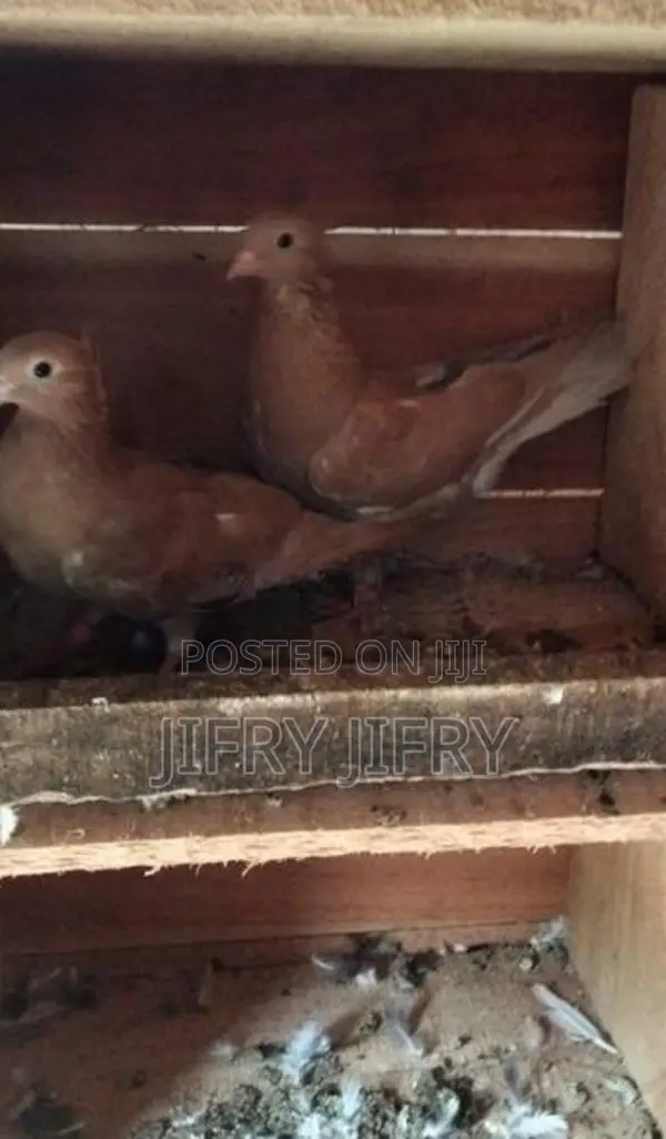 Pigeons