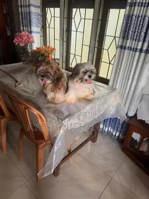 Shih Tzu Puppy