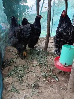 Chickens