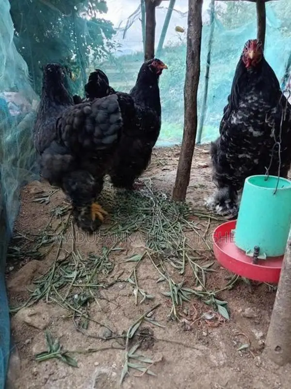 Chickens