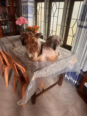 Shih Tzu Puppy
