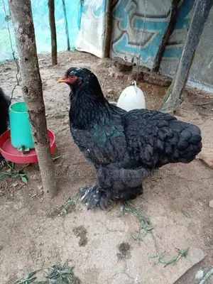Chickens