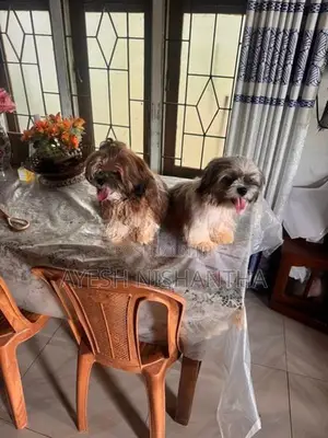 Shih Tzu Puppy