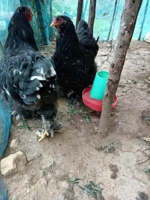 Chickens