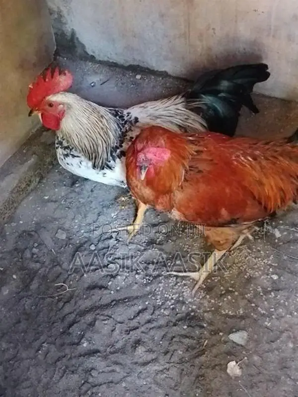 Farm Hen