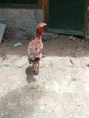 Velladiyan Rooster