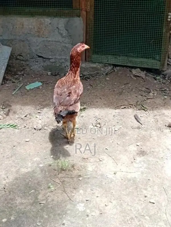 Velladiyan Rooster