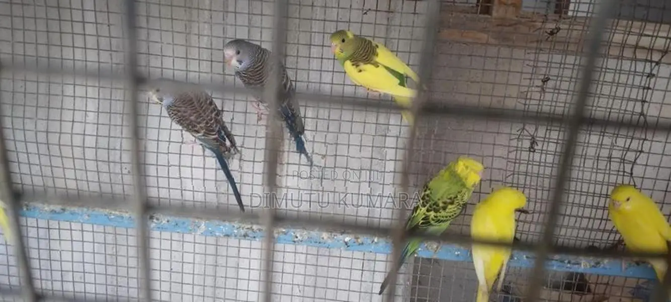 Love Birds