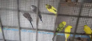 Love Birds
