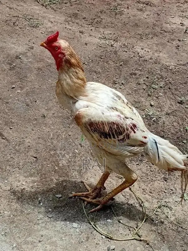 Velladiyan Rooster