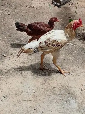 Velladiyan Rooster