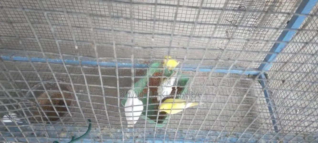 Love Birds