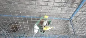 Love Birds