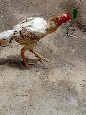 Velladiyan Rooster