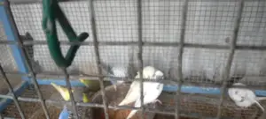 Love Birds