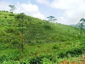 හැටන් වටවලින් ඉඩමක්