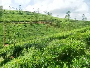 හැටන් වටවලින් ඉඩමක්