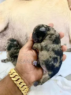 Merle Pug puppy