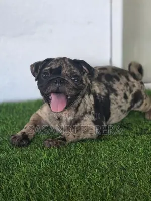 Merle Pug puppy