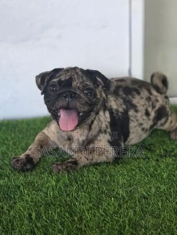 Merle Pug puppy