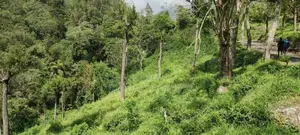 හපුතලෙන් ඉඩමක්