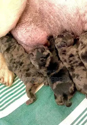 Merle Pug puppy