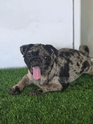 Merle Pug puppy