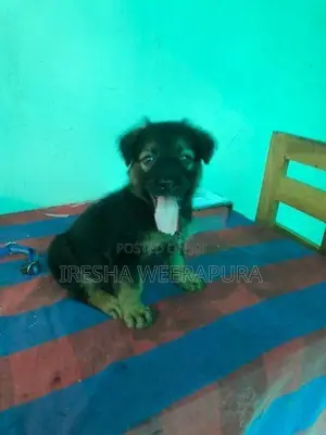German Shepherd