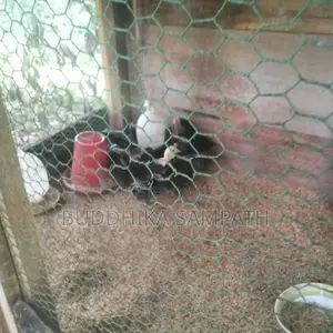ගම් කුකුල් පැටවුන්