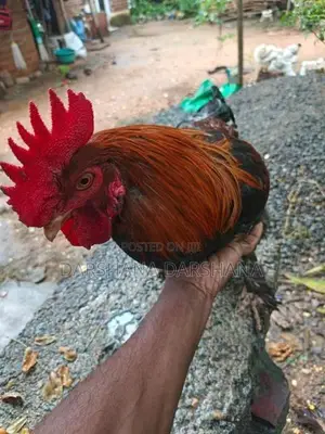 බ්‍රාමා කුකුළා