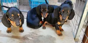 Dachshund Puppies
