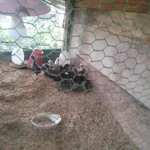 ගම් කුකුල් පැටවුන්