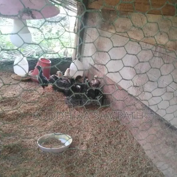 ගම් කුකුල් පැටවුන්