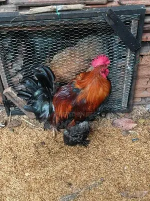 බ්‍රාමා කුකුළා