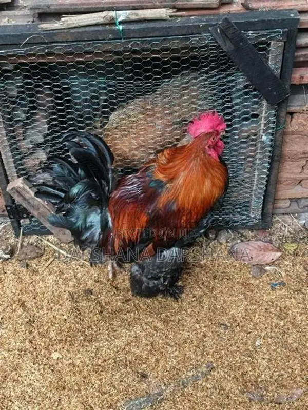 බ්‍රාමා කුකුළා