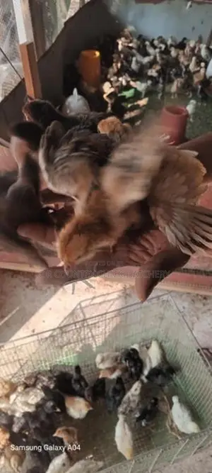 ගම් කිකිලි පැටවු