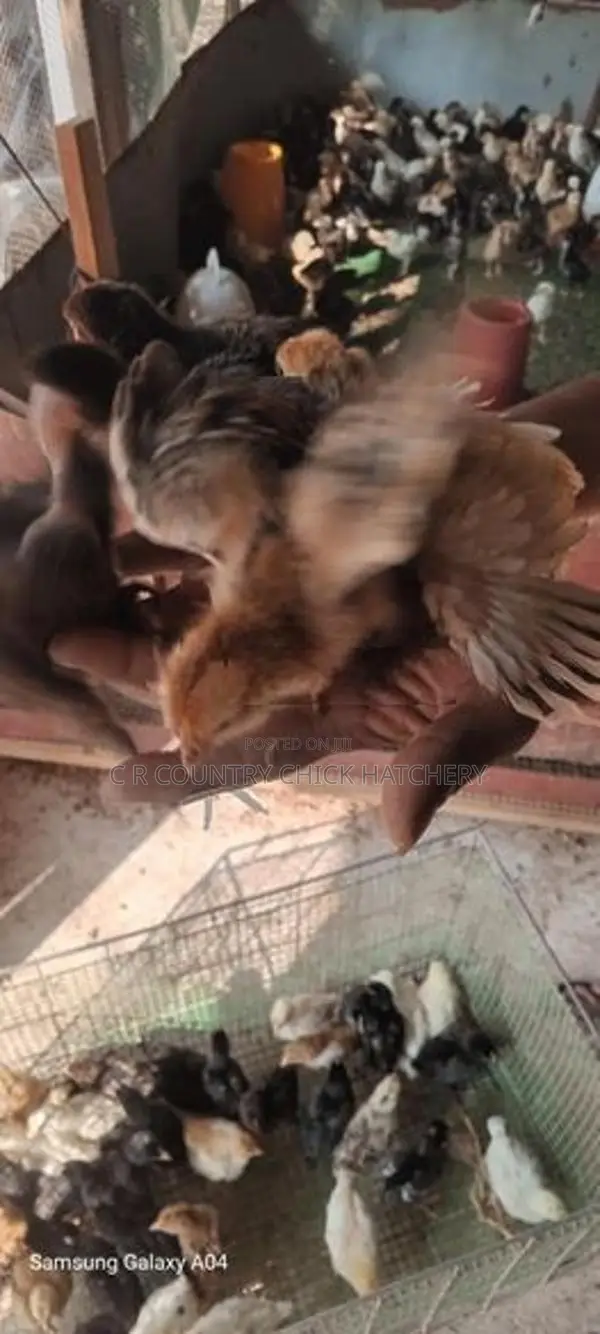 ගම් කිකිලි පැටවු