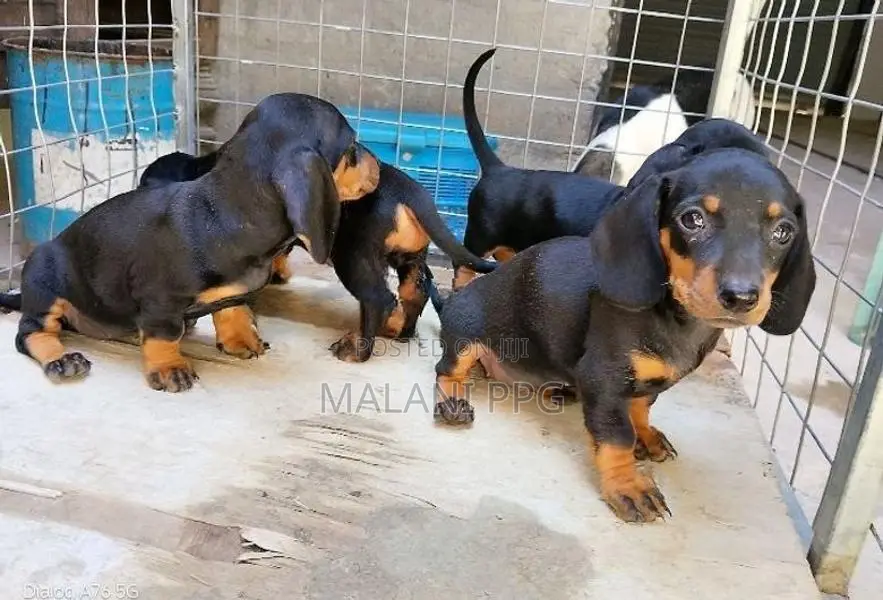 Dachshund Puppies