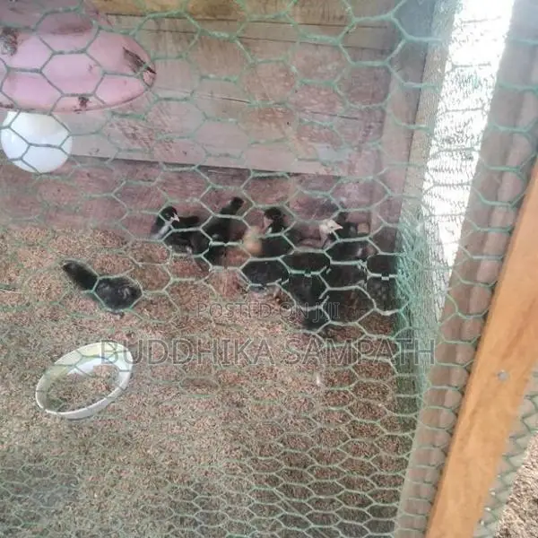 ගම් කුකුල් පැටවුන්