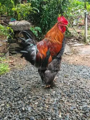 බ්‍රාමා කුකුළා