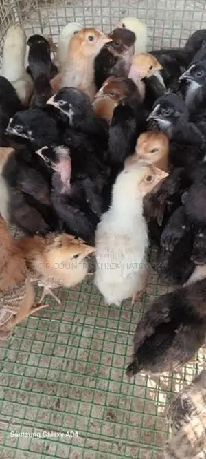 ගම් කිකිලි පැටවු