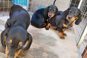 Dachshund Puppies