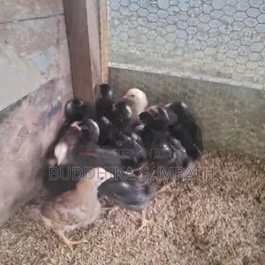 ගම් කුකුල් පැටවුන්