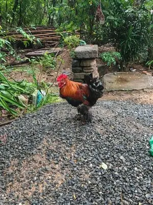 බ්‍රාමා කුකුළා