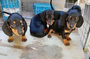 Dachshund Puppies