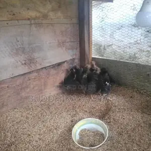 ගම් කුකුල් පැටවුන්